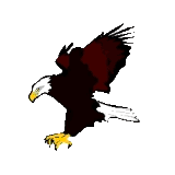 Picture of an eagle